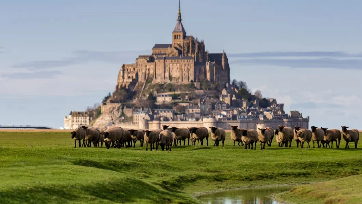 A flock of sheep grazing in a green field with Mont Saint-Michel in the background.